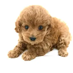 トイ・プードル