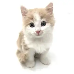 ノルウェージャンフォレストキャット