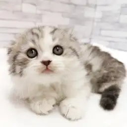 スコティッシュフォールド