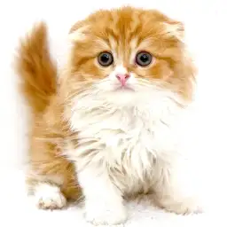 スコティッシュフォールド