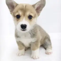 ウェルシュコーギーペンブローク