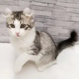 アメリカンカール