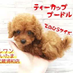 【 ティーカッププードル 】生後72日で体重655g！手のひら極小プードル！