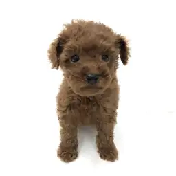 トイ・プードル