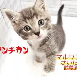 【 マンチカン 】グレーの毛色がカッコ可愛い！スタイリッシュな男の子！！