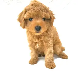 トイ・プードル