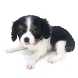 キャバリア・キングチャールズ・スパニエル