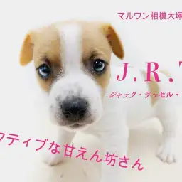 【 ジャックラッセルテリア 】ハートマークが愛らしい！健康チェック法もご紹介！