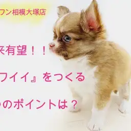 【 チワワ 】小さめ&ドワーフ体型!可愛さを作る3つのポイント&食育を解説!
