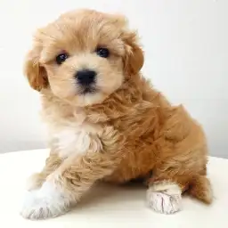 MIX（マルチーズ×トイプードル）