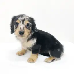 カニンヘン・ダックスフント