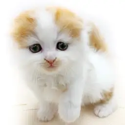 スコティッシュフォールド