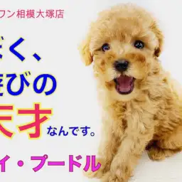 【 トイプードル 】童顔のタイニーサイズ！可愛い遊び方に心が弄ばれます