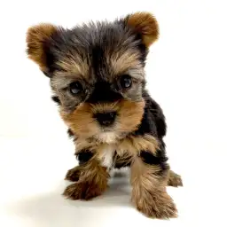 ヨークシャーテリア