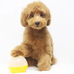 トイ・プードル