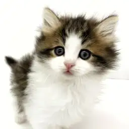 ノルウェージャンフォレストキャット