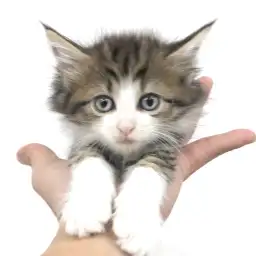 ノルウェージャンフォレストキャット