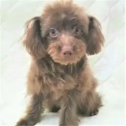 MIX（チワワ×トイプードル）