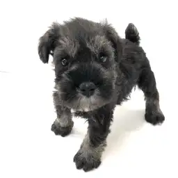 ミニチュア・シュナウザー