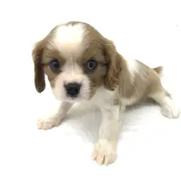 キャバリア・キングチャールズ・スパニエル