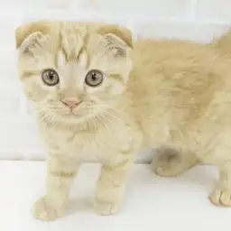 スコティッシュフォールド