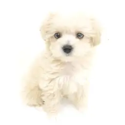 MIX（トイプードル×ウェストハイランドホワイトテリア）