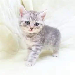 スコティッシュフォールド