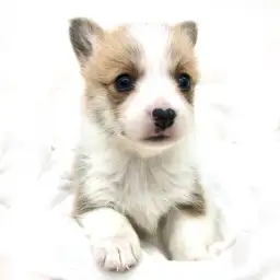 ウェルシュコーギーペンブローク