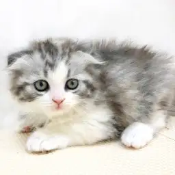 スコティッシュフォールド