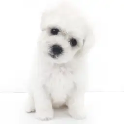 ビションフリーゼ