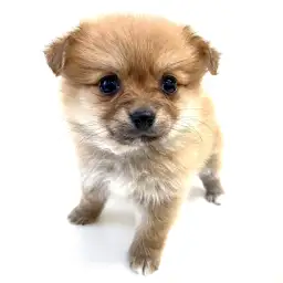 MIX（マルチーズ×ポメラニアン）