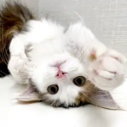 ノルウェージャンフォレストキャット