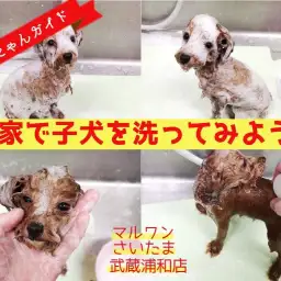 【 わんにゃんガイドVol.3 】お家で子犬のシャンプーしてみよう！シャンプー編
