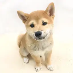 柴犬
