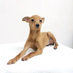 ミニチュア・ピンシャー