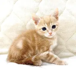 アメリカンショートヘア