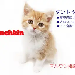 【 マンチカン・子猫 】ネコちゃん初心者にオススメ!人馴れ抜群の長足マンチカン!