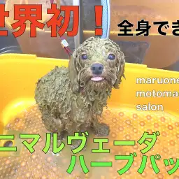 【 元町店・クーポン付 】世界初の全身パック!アニマルヴェーダハーブパック!