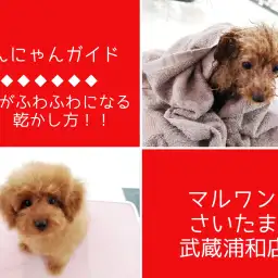【 わんにゃんガイドVol.4 】子犬がふわふわになる乾かし方を伝授！ドライ編