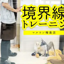 【 お役立て・犬を落ち着かせる方法 】境界線トレーニングで従順度アップ大作戦！