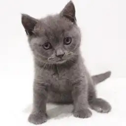 ブリティッシュショートヘア