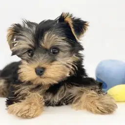 ヨークシャーテリア