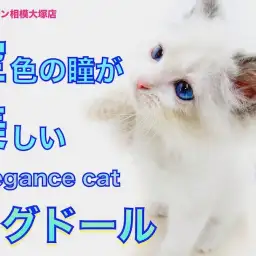 【 ラグドール 】スカイブルーの瞳！エレガントな見た目と性格のギャップに萌え！