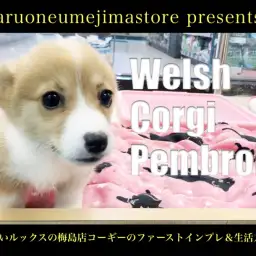 【 コーギー 】愛らしいルックスの梅島店コーギーのファーストインプレ&生活方法!