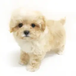 MIX（マルチーズ×トイプードル）