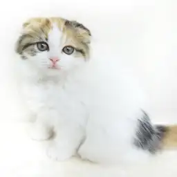 スコティッシュフォールド