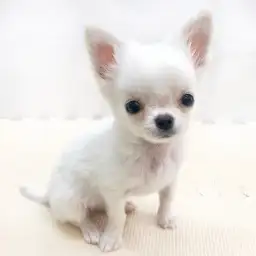 MIX（ポメラニアン×チワワ）