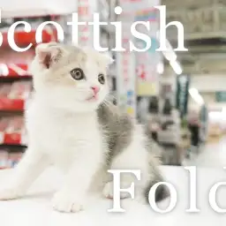 【 スコティッシュフォールド 】ダイリュートキャリコ女の子の4つのオススメポイント