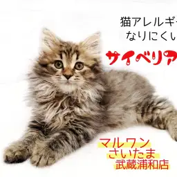 【 サイベリアン 子猫 】猫アレルギーになりにくい種！生活ポイントも解説！