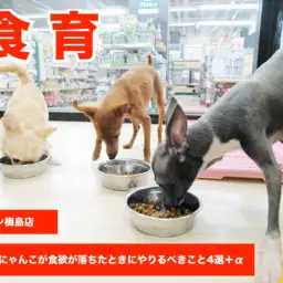 【 食育 】わんこ＆にゃんこが食欲が落ちたときにやるべきこと4選＋α